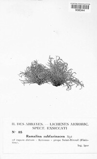 Ramalina subfarinacea image